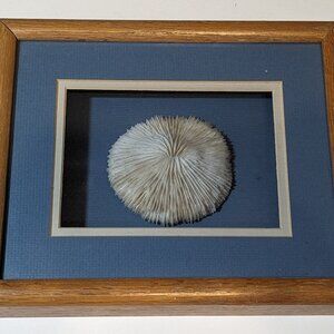 Vintage Dry White Sea Urchin Framed Shadow Box Blue Matting Ocean Nautical Decor